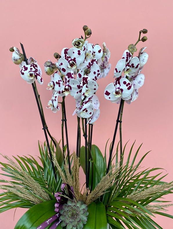 Orkide Çiçeği Satışında Profesyonel Adres