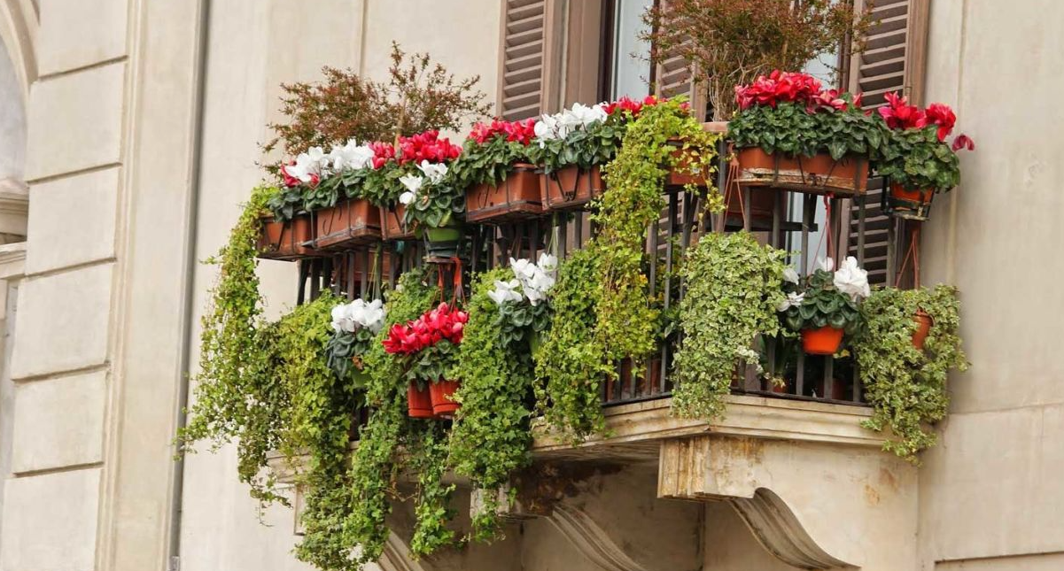 Balkon Saksı Çiçekleri